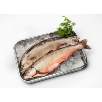 Hätälä Nieriä 500-800g n10kg